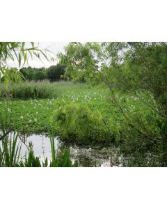 nature_11