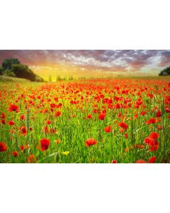 nature_15