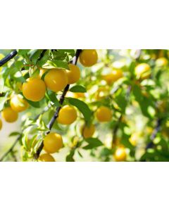 nature_026