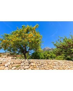 nature_029