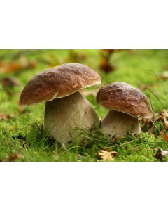 nature_032
