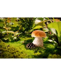 nature_034