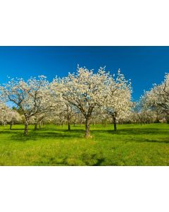 nature_036