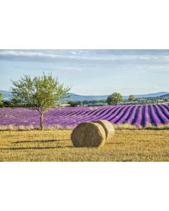 provence_03