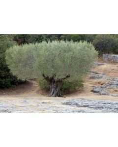 provence_10