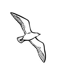 oiseau2