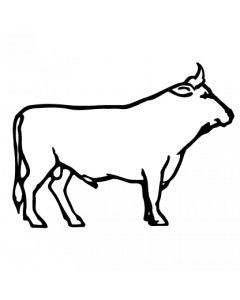 taureau0