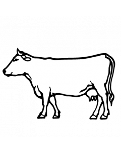 vache3
