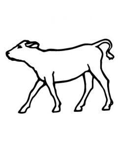 veau