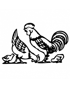 poule2