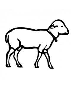 agneau1