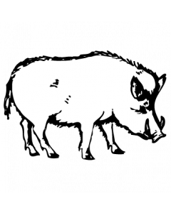 sanglier2