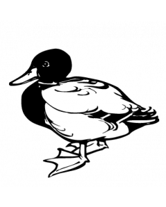 canard2