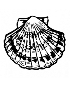 coquille-st-jacques
