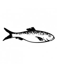 poisson7