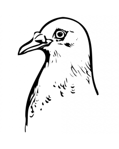 pigeon