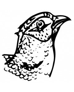 faisan
