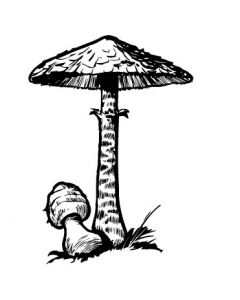 champignon