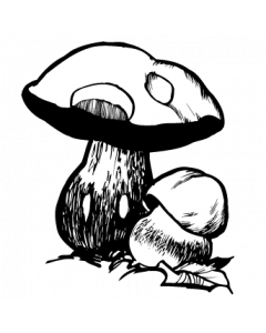champignon1