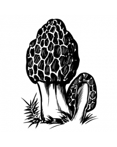 champignon2