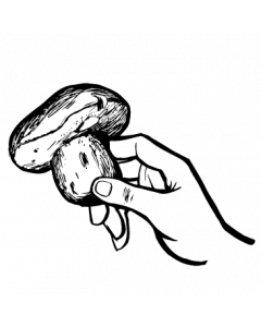 champignon3