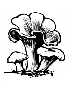 champignon4