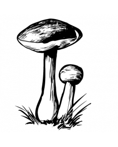 champignon5