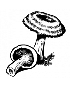champignon7