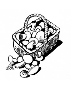 champignon8