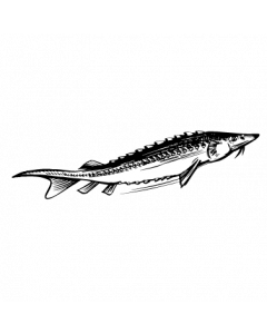 poisson8